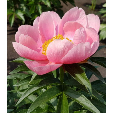 Пион LOVELY ROSE'