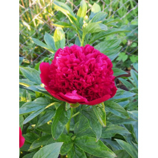 Пион RED CHARM
